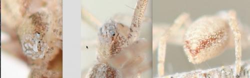 Philodromus sp.